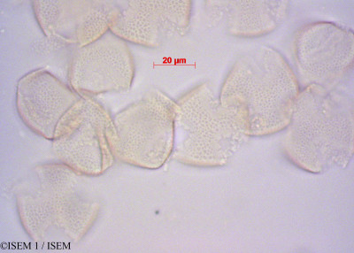 ISEM 1/Fortunearia_sinensis_29182/Fortunearia_sinensis_29182_0001(copy)_thumb.jpg